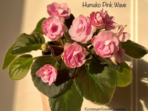 Фиалка Humako Pink Wave — фото 1