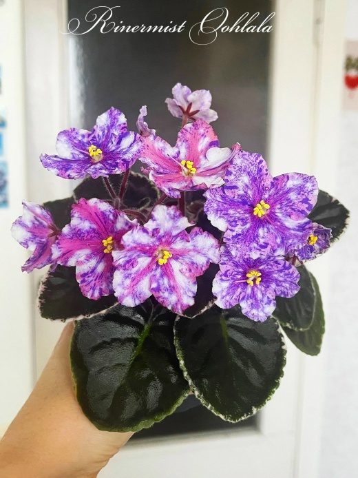 Фиалка Rivermist Oohlala — фото 1