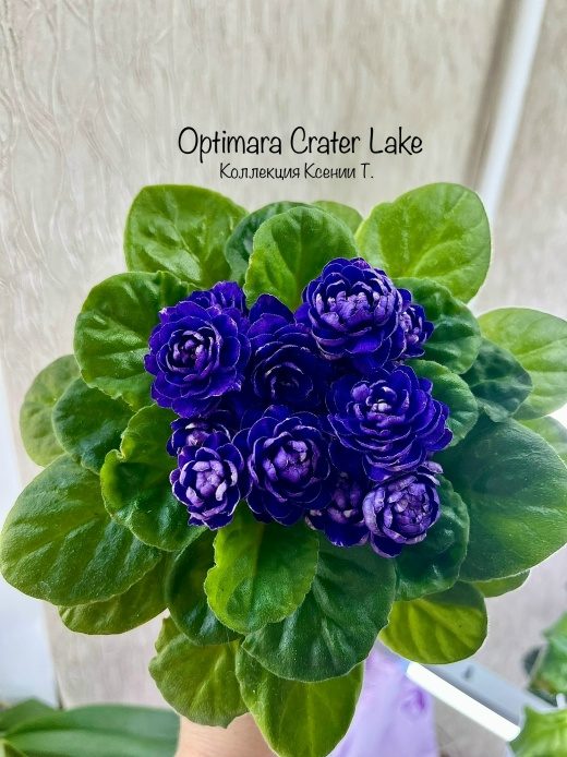 Фиалка Optimara Crater Lake — фото 1