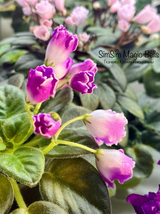 Фиалка Simsim Magic Bells — фото 2