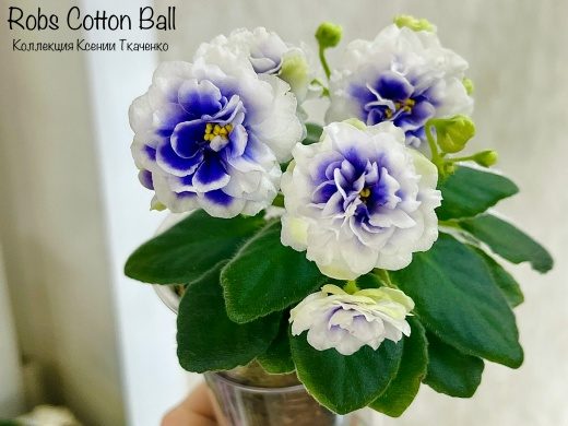 Фиалка Rob's Cotton Ball — фото 1