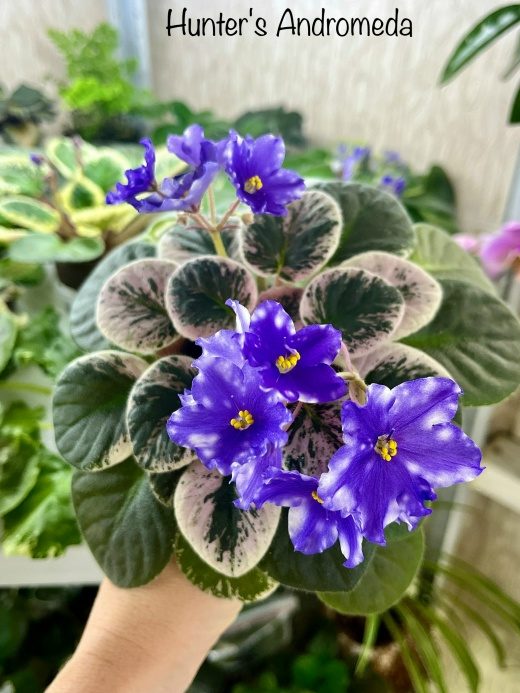 Фиалка Hunter’s Andromeda — фото 1