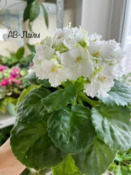 Фиалка АВ-Лайм — фото 1