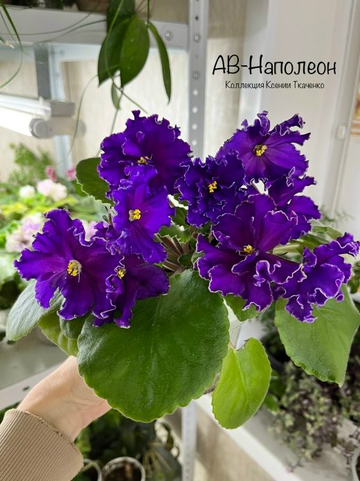 Фиалка АВ-Наполеон — фото 1