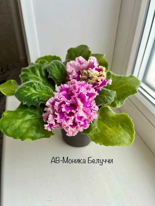 Фиалка АВ-Моника Белуччи — фото 1