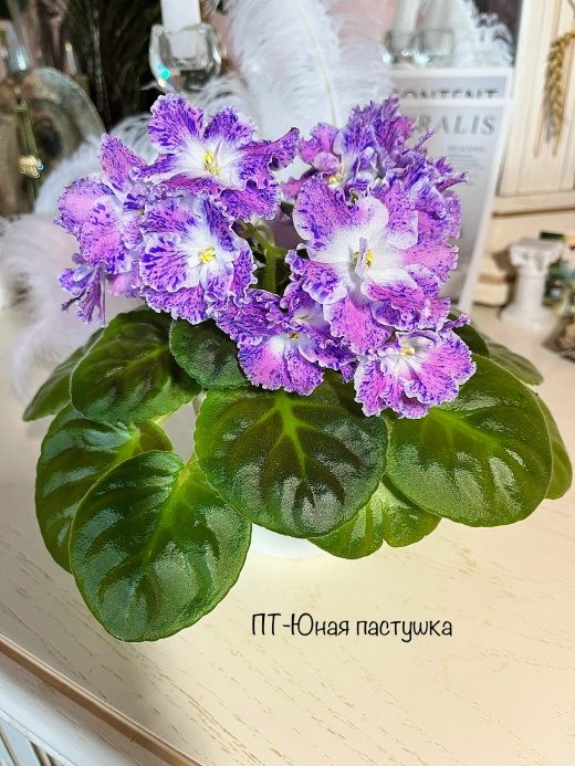 Фиалка ПТ-Юная Пастушка — фото 1