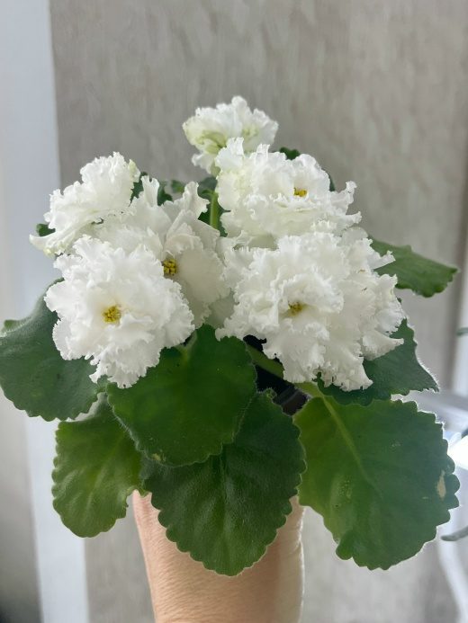 Фиалка АВ-Экстаз спорт — фото 1