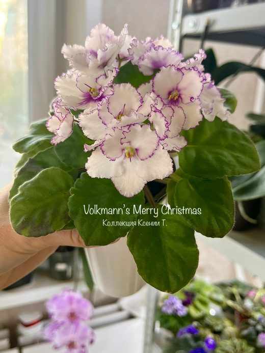Фиалка Volkmann's Merry Christmas — фото 1
