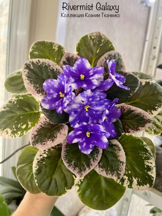 Фиалка Rivermist Galaxy — фото 1