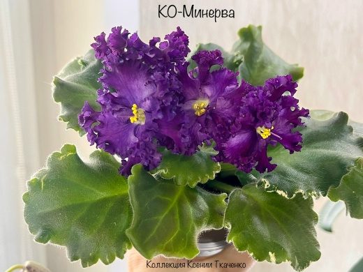 Фиалка КО-Минерва — фото 1