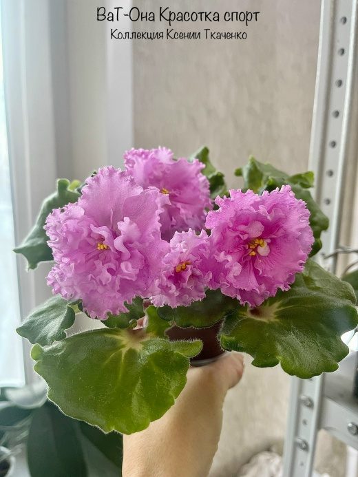 Фиалка ВаТ-Она Красотка спорт — фото 1
