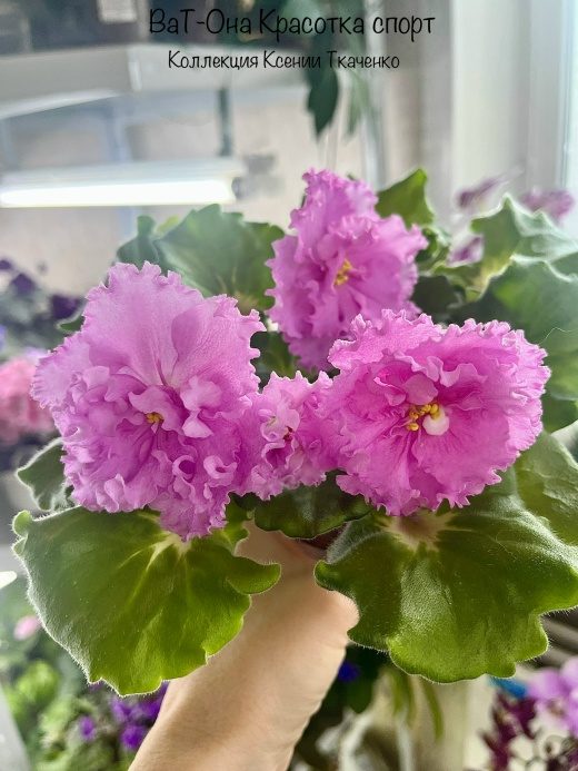 Фиалка ВаТ-Она Красотка спорт — фото 2