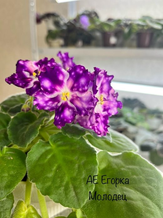 Фиалка АЕ-Егорка Молодец — фото 1