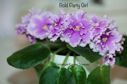 Фиалка Bold Party Girl — фото 1