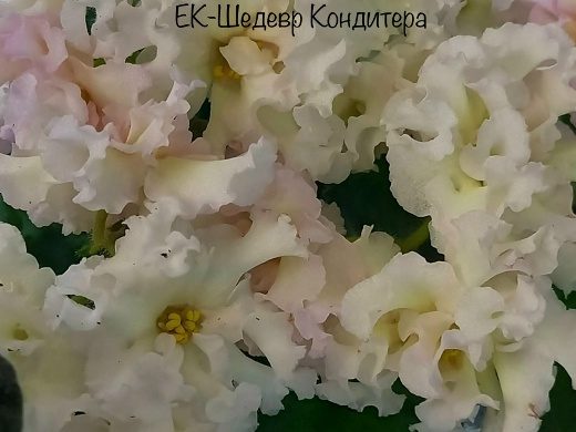 Фиалка ЕК-Шедевр Кондитера — фото 1
