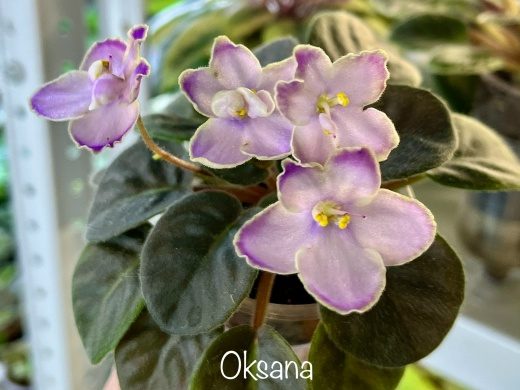 Фиалка Oksana — фото 1