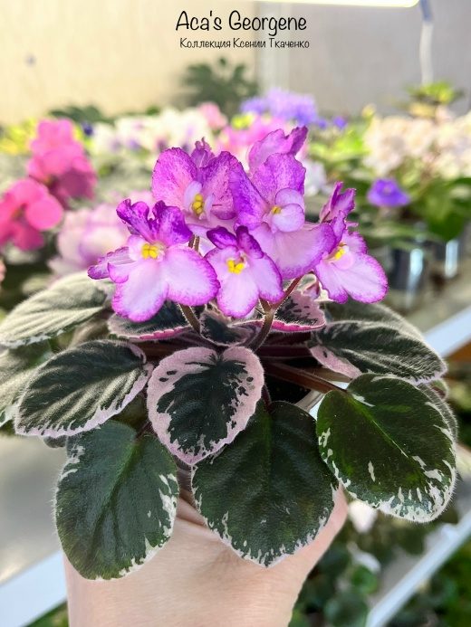 Фиалка Aca's Georgene — фото 1
