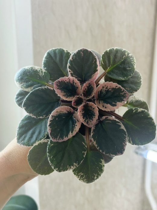 Фиалка Aca's Georgene — фото 2