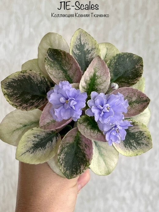 Фиалка ЛЕ-Scales — фото 1