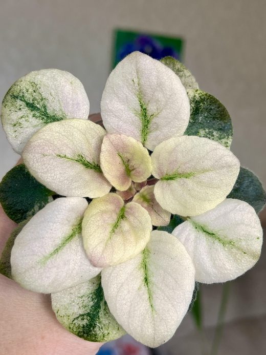Фиалка ЛЕ-Scales — фото 2