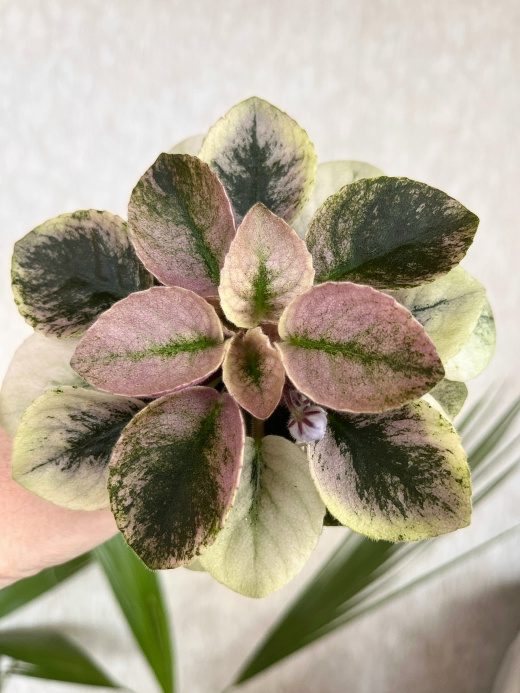 Фиалка ЛЕ-Scales — фото 3