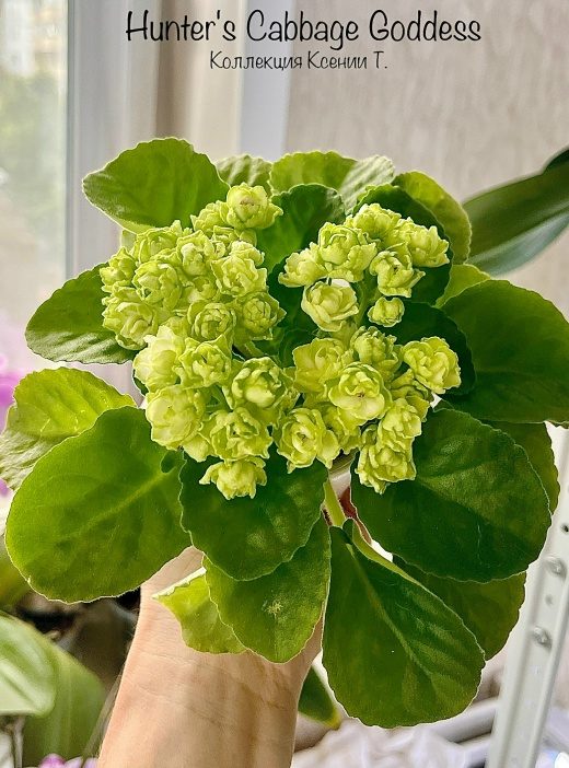 Фиалка Hunter's Cabbage Goddess — фото 1