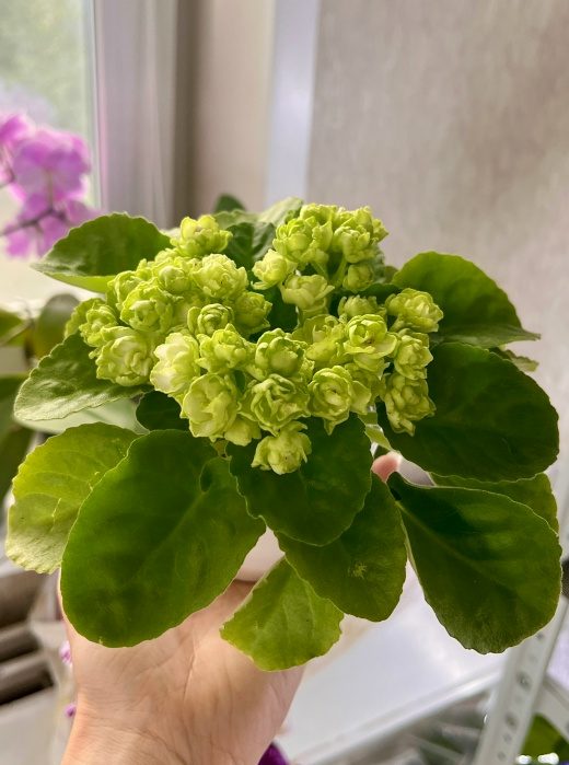 Фиалка Hunter's Cabbage Goddess — фото 2