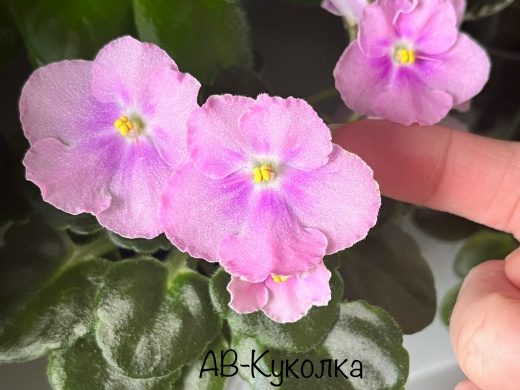 Фиалка АВ-Куколка — фото 1