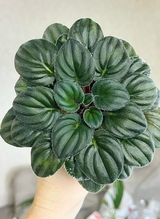 Фиалка OS-Шалимар — фото 2
