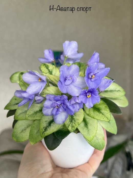 Фиалка Н-Аватар спорт — фото 1