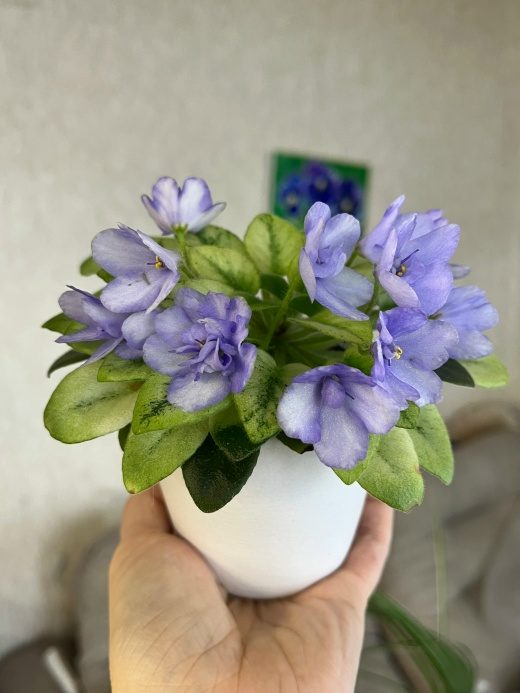 Фиалка Н-Аватар спорт — фото 2