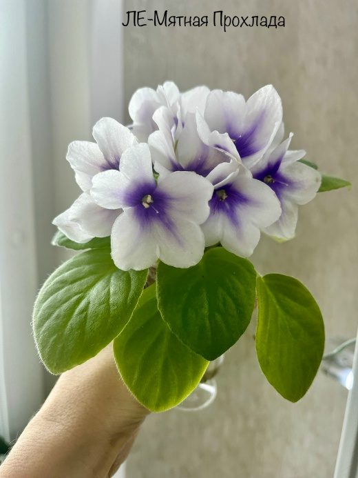 Фиалка ЛЕ-Мятная Прохлада — фото 1