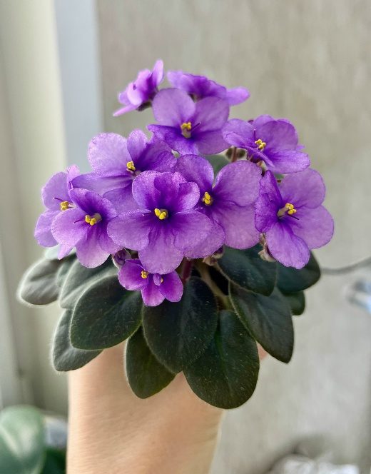 Фиалка Rob's Fuddy Duddy — фото 2
