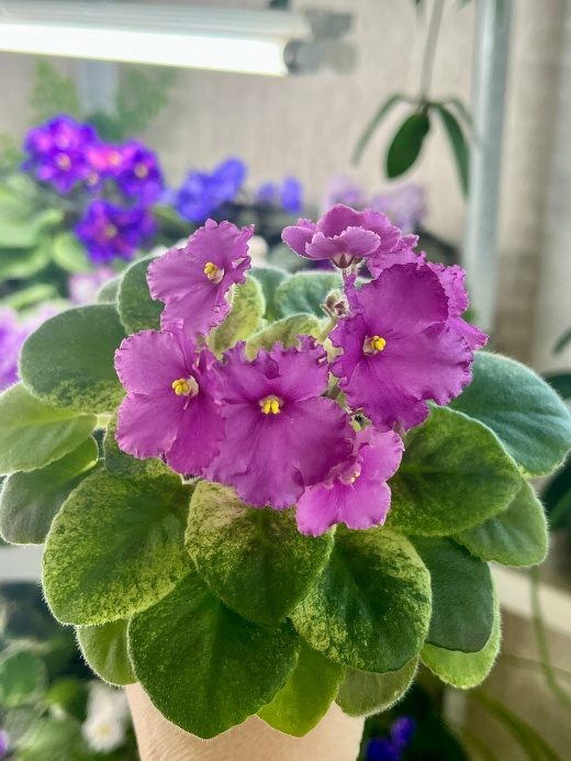 Фиалка ЛЕ-Соня спорт — фото 1