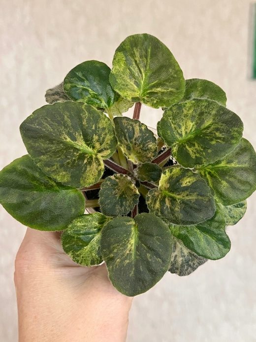 Фиалка Huckleberry — фото 1