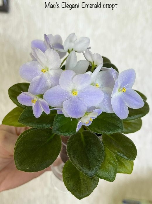 Фиалка Mac's Elegant Emerald спорт — фото 1