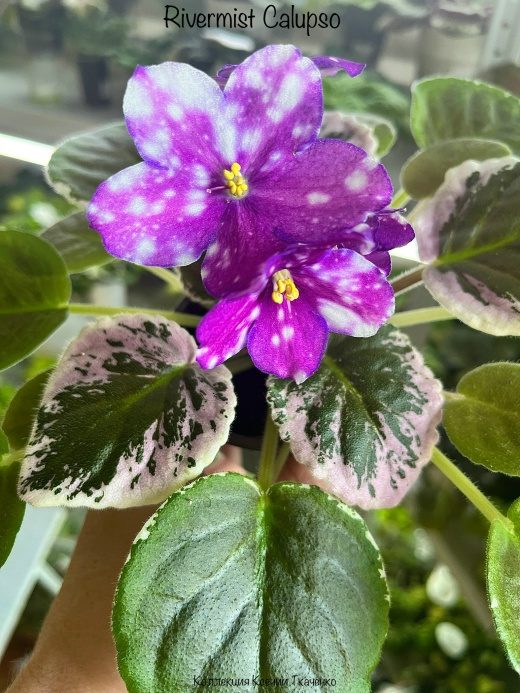 Фиалка Rivermist Calypso — фото 1