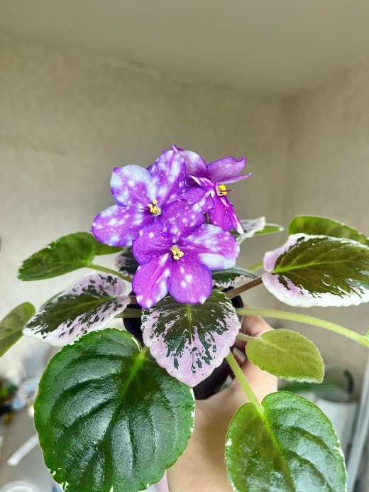 Фиалка Rivermist Calypso — фото 2