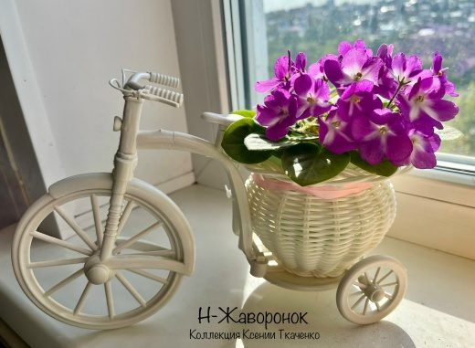 Фиалка Н-Жаворонок — фото 1