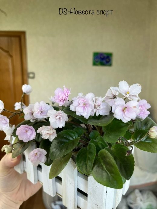 Фиалка DS-Невеста спорт — фото 1