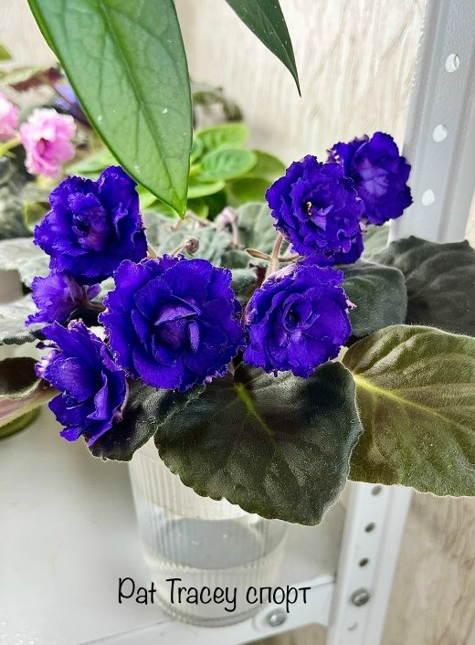 Фиалка Pat Tracey спорт — фото 1