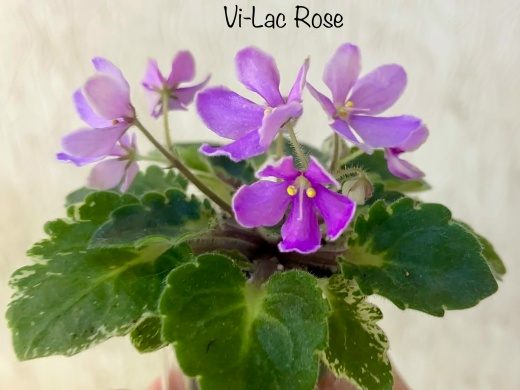 Фиалка Vi Lac Rose — фото 1