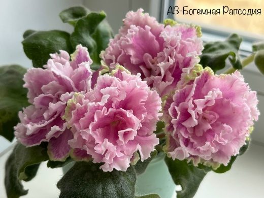 Фиалка АВ-Богемная Рапсодия — фото 2