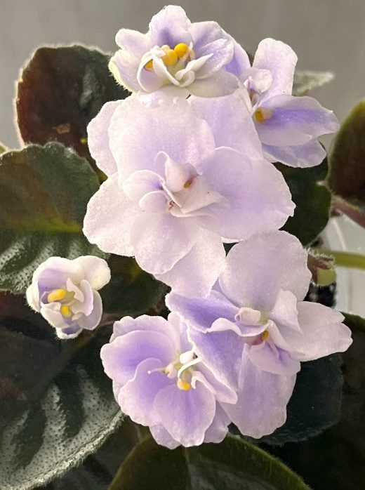 Фиалка Boo Man — фото 2