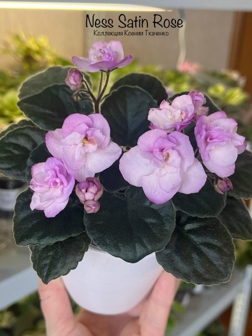Фиалка Ness Satin Rose — фото 1