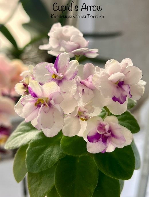 Фиалка Cupids Arrow — фото 1