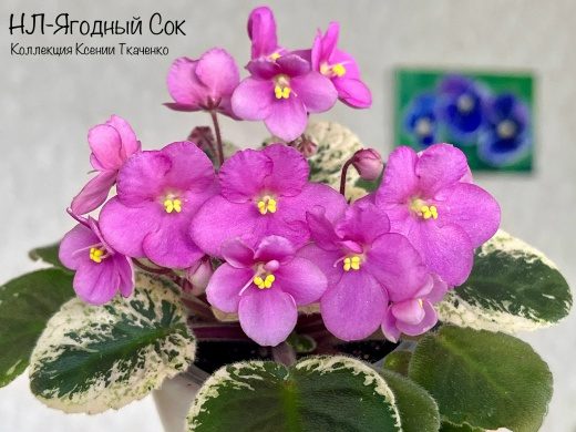 Фиалка НЛ-Ягодный Сок — фото 1