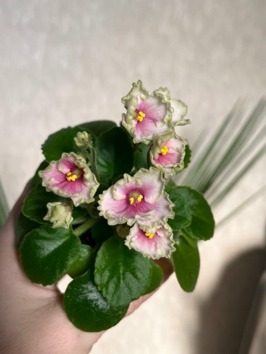 Фиалка Hunter's Coral Caress — фото 1