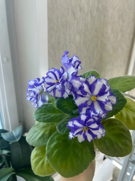 Фиалка Jenny's Delight — фото 1