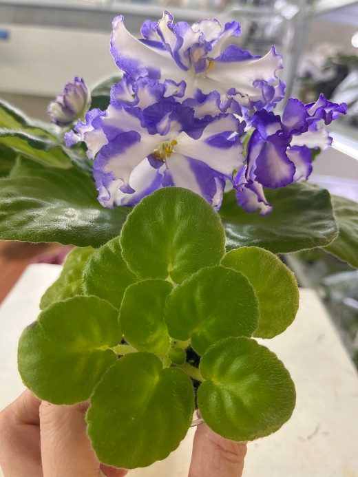 Фиалка Jenny's Delight — фото 3